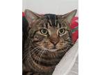 Will, American Shorthair For Adoption In Houston, Texas