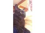 Teddy #minipanther, Egyptian Mau For Adoption In Houston, Texas