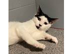 Slumber (le), Domestic Shorthair For Adoption In Little Falls, New Jersey