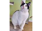 Rupert, Domestic Shorthair For Adoption In Scottsburg, Indiana