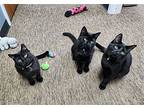Emmy, Oscar & Tony (a.k.a. Battlet Kitties), Domestic Shorthair For Adoption In