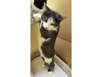 Ronnie, Domestic Shorthair For Adoption In Woodstock, Ontario
