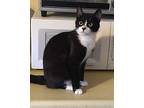 Malibu, Domestic Shorthair For Adoption In Greenville, South Carolina