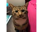 Walter, Domestic Shorthair For Adoption In Greenville, South Carolina