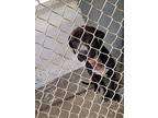 Talos, Labrador Retriever For Adoption In Linton, Indiana