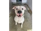 Lucas, American Pit Bull Terrier For Adoption In San Marcos, Texas