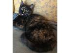 Adopt Plaza a Domestic Short Hair, Tortoiseshell