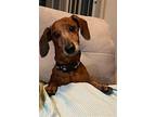 Franklin2, Dachshund For Adoption In Humble, Texas