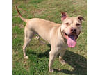 Creed, American Pit Bull Terrier For Adoption In San Marcos, Texas