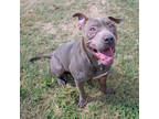 Texas, American Pit Bull Terrier For Adoption In San Marcos, Texas