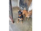 Almond- Bonded To Fonzie, Miniature Pinscher For Adoption In New Orleans