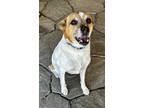 Titan In Foster, Jack Russell Terrier For Adoption In New Orleans, Louisiana