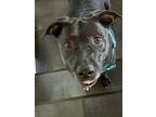 Cripta, American Pit Bull Terrier For Adoption In Salt Lake City, Utah