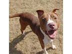Endor, American Staffordshire Terrier For Adoption In San Marcos, Texas