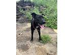 Zola, Patterdale Terrier (fell Terrier) For Adoption In Wagoner, Oklahoma