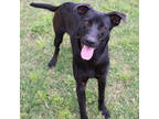 Moss, Retriever (unknown Type) For Adoption In San Marcos, Texas