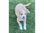 Ranger, Terrier (unknown Type, Medium) For Adoption In Shawnee, Oklahoma