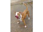 Martini, American Pit Bull Terrier For Adoption In New Orleans, Louisiana
