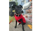 Saturn In Foster, Terrier (unknown Type, Small) For Adoption In New Orleans