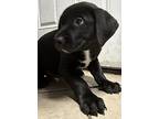 Gaston, Labrador Retriever For Adoption In Huntington, Indiana