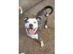 Bows, American Pit Bull Terrier For Adoption In New Orleans, Louisiana