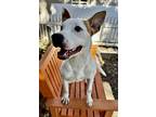Aziel Solomon, American Pit Bull Terrier For Adoption In New Orleans, Louisiana