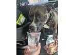 Diamond, American Pit Bull Terrier For Adoption In Pleasanton, California
