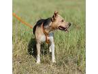 Leona, American Staffordshire Terrier For Adoption In Seguin, Texas