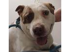 Ellie, American Staffordshire Terrier For Adoption In Seguin, Texas