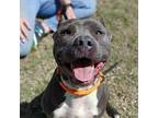 Chloe, American Pit Bull Terrier For Adoption In Seguin, Texas