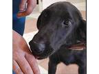 Kriss Kross, Labrador Retriever For Adoption In Seguin, Texas