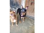 Fonzie- Bonded To Almond, German Pinscher For Adoption In New Orleans, Louisiana