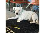 Modelo Especial, American Staffordshire Terrier For Adoption In Seguin, Texas