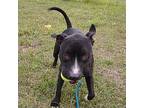 Jake Gyllenpaws, American Staffordshire Terrier For Adoption In Seguin, Texas