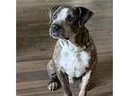 Granger, American Staffordshire Terrier For Adoption In Seguin, Texas