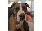 Dunn, American Staffordshire Terrier For Adoption In Newcastle, Oklahoma