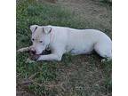 Max Cooper, American Staffordshire Terrier For Adoption In Seguin, Texas