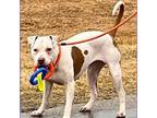 Emmie, American Staffordshire Terrier For Adoption In Seguin, Texas