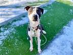 blake*, American Pit Bull Terrier For Adoption In Salt Lake City, Utah