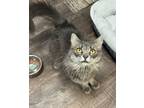 Adopt Jess a Domestic Medium Hair, Domestic Short Hair