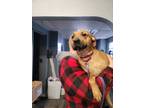 Adopt Willow a Black Mouth Cur, Mixed Breed