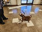 Paul, American Pit Bull Terrier For Adoption In Mocksville, North Carolina