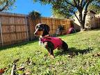 Nugget2, Dachshund For Adoption In Humble, Texas