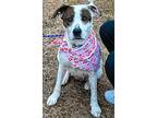 Cindy, Terrier (unknown Type, Medium) For Adoption In Shawnee, Oklahoma