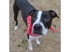 Charlie, American Staffordshire Terrier For Adoption In Shawnee, Oklahoma