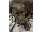 Cheddar, Labrador Retriever For Adoption In Bristol, Tennessee