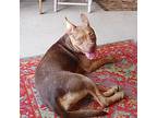 Lulu, Terrier (unknown Type, Medium) For Adoption In Seguin, Texas