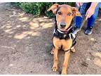 Sadie, Doberman Pinscher For Adoption In Lebanon, Oregon