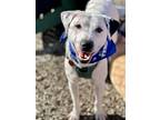 Ziggy, Labrador Retriever For Adoption In Shawnee, Oklahoma