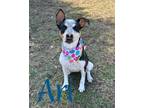 Adopt Ari 120687 a Pit Bull Terrier, Australian Cattle Dog / Blue Heeler